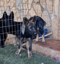 Wolfdog, perro lobo americano