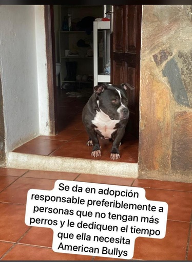 american bully,tiene 7 años